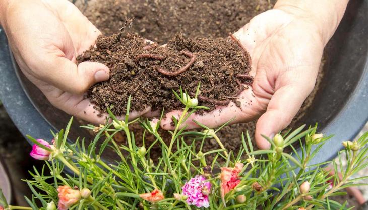 Solucan Gübresi Nedir? Solucan Gübresinin Faydaları Nelerdir?