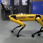 Birbirine Yardım Eden Boston Dynamics Robotları